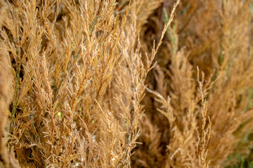 Texture of yellow flowered bush in early spring