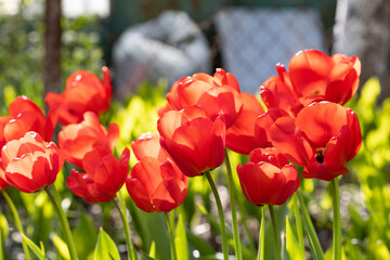 tulipany w ogrodzie za płotem - obrazy, fototapety, plakaty