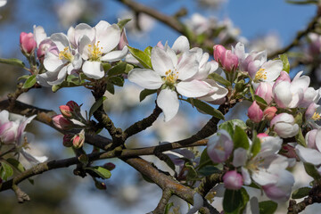 Fototapeta na wymiar kwiat jabłoni