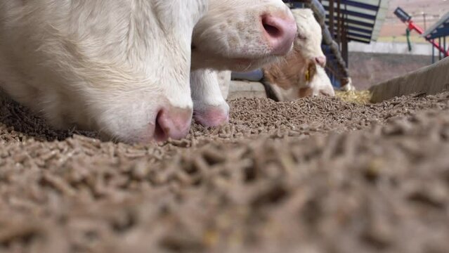 Calf feed and calf.
Calves consuming feed in a modern cattle farm. Cute calves with pink lips are eating.  Simmental calves.
