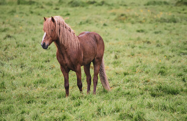 Obraz premium Single icelandic horse