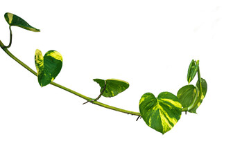Manjula pothos plant
isolated on white background.
