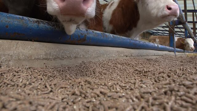 Calves pointing their noses at the camera.
At the meat farm, calves point their noses at the camera. Cute video of cute calves.  Simmental calves.

