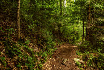 Obraz premium Dark moody forest