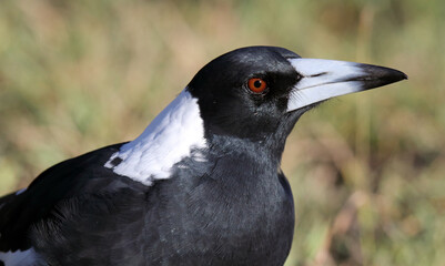 Close up portrait of an Australian magpie bird