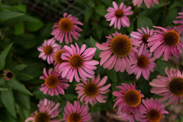 Close-up View of Echinacea Native Flowers