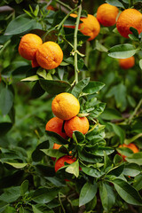 Tangerine garden with fruits