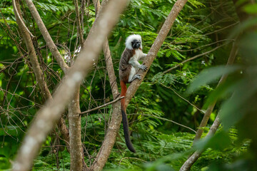 Cotton Top Tamarin (Saguinus oedipus) in Tayrona National Park