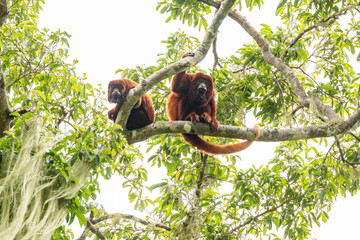 Red Howler Monkeys in Tayarona National Park/Colombia