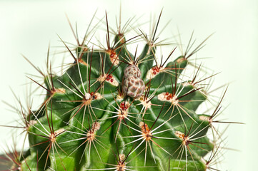Fototapeta premium Close-up of Thelocactus setispinus with buds on a light background. Green сactus with long needles, selective focus
