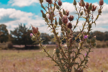 Close-up of thistles blooming on the undergrowth on a sunny field day