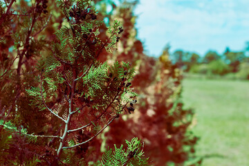 Close-up of small pine leaves growing in the middle of a countryside under sunlight.