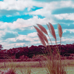 Slightly low angle view of a few pampa grass growing in the middle of a countryside while the wind flows and an scenic cloudy sky as background