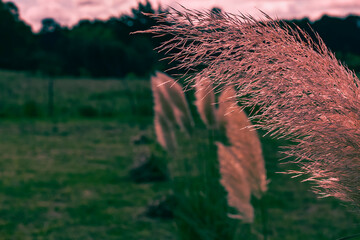 A bunch of pampas grass growing in the nature with a scenic and dramatic sunset as background
