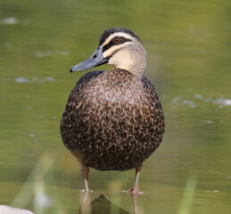 Pacific black duck bird sitting near the water in Australia