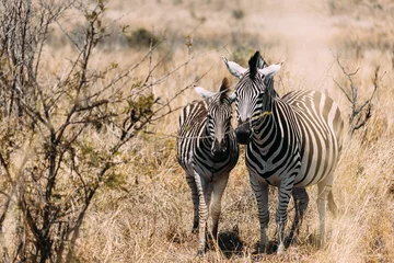 Tuinposter zebra in continent © Kylie