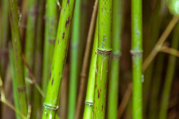Obraz premium Bamboo stalks close-up in daylight.