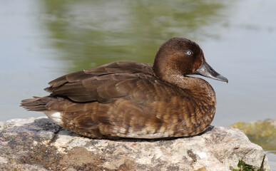 Hardhead bird sitting on a rock near the water in Australia