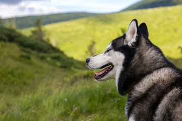 Portrait of a blue eyed beautiful smiling Siberian Husky dog with tongue sticking out in the mountain background