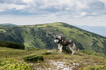 Grey Siberian husky dog hiking in the green mountains, Gorgany the Carpathian mountains