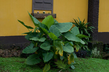 Photo of taiobas in front of a yellow house