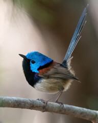 Male variegated fairywren (Malurus lamberti) in breeding plumage