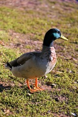 Ducks