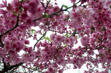 Sakura photography on a cloudy day