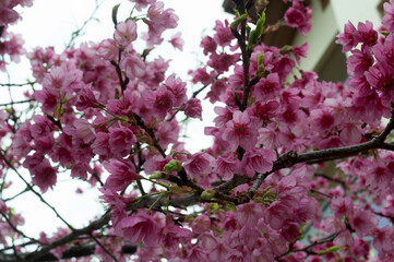 Sakura photography on a cloudy day
