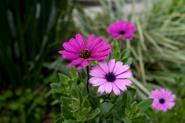 Obraz premium Photograph of several flowers in a garden 