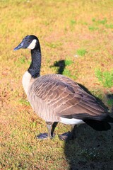Canadian Goose