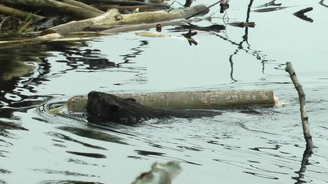A beaver swim with a wood pole, Canada
North America nature and Beavers wildlife, global warming concept, Canada, 2022
