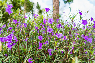 Purple Mexican Petunia Ruellia angustifolia simplex ornamental flowering grass in flower garden