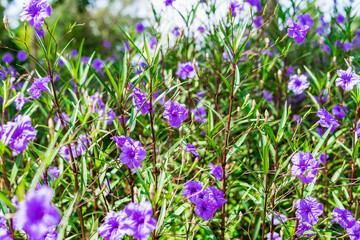 Ruellia Simple purple Mexican Petunia wild petunia garden of purple ornamental flowering grass