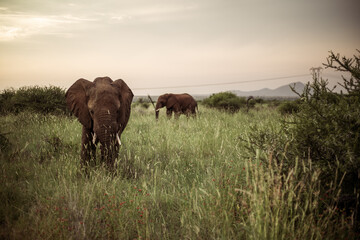 Fototapeta na wymiar Elephants in the field