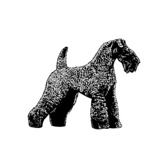 Kerry Blue Terrier hand drawing vector illustration isolated on background