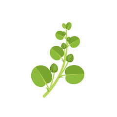 Obraz premium Vector illustration, fresh caper bud with leaves, scientific name Capparis spinosa, flat design, isolated on white background