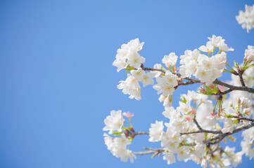 青空を背景に桜の花をクローズアップ	