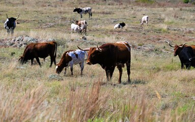 Free Range Longhorn Cattle