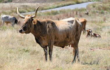 Free Range Longhorn Cattle