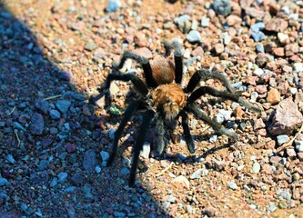Tarantula