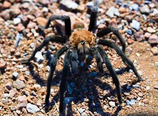 Tarantula
