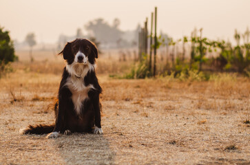  A Border Collie Looks Longingly at the Camera on a Red Misty California Morning