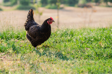 Free Range Hens Roam a Small Family Farm on a Summer's Day
