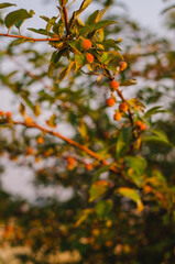 Crab Apples Grow Upon the Long Brown Branches of a Young Tree, Gleaming in the Sun's Golden Hour
