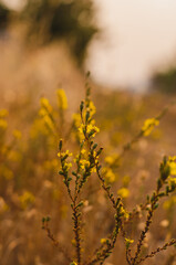 Yellow Flowering Weeds Bloom Amoung the Golden Sunlight Upon the Roadside of Rural California Country