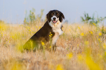 A Border Collie Sits Happily in the Tall Yellow Flowering Weeds of the California Countryside
