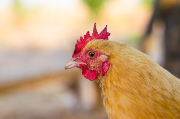 Closeup of a Red Hen - A Free Range Chicken on a Small Family Farm