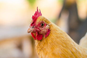 Closeup of a Red Hen - A Free Range Chicken on a Small Family Farm