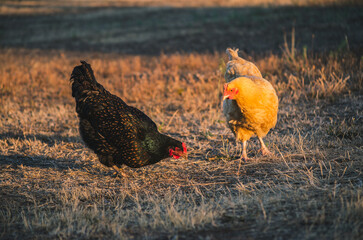 Free Range Hens Roam a Small Family Farm on a Summer's Day